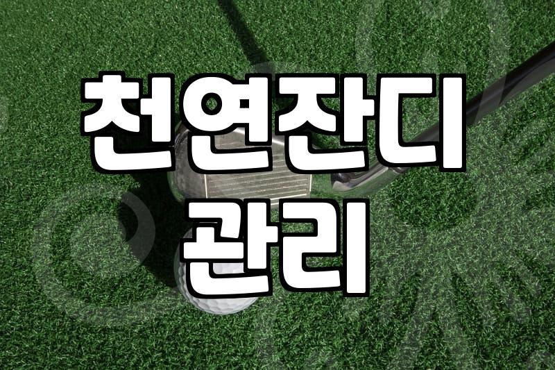천연 축구장잔디 관리 실패율을 줄이기 위해 확인해야 할 조건
